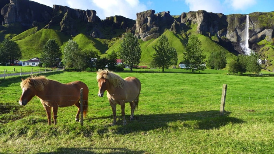 A horse farm in Iceland