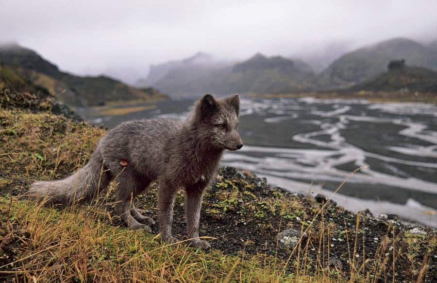The fox in Iceland - Arctic fox