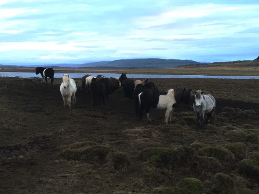 Highland horses in Iceland