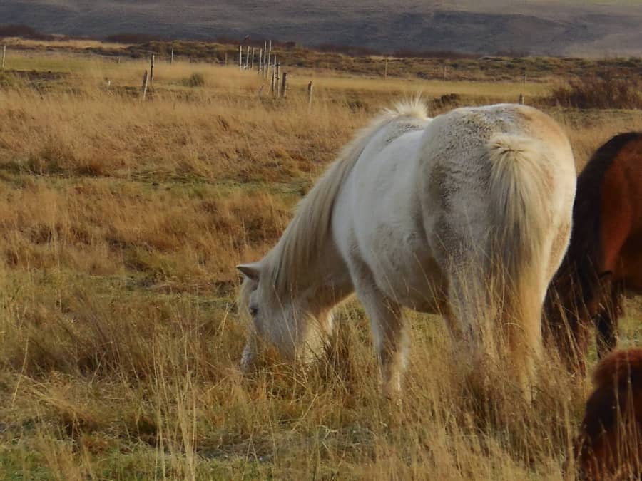 Icelandic horses grazing in the fall