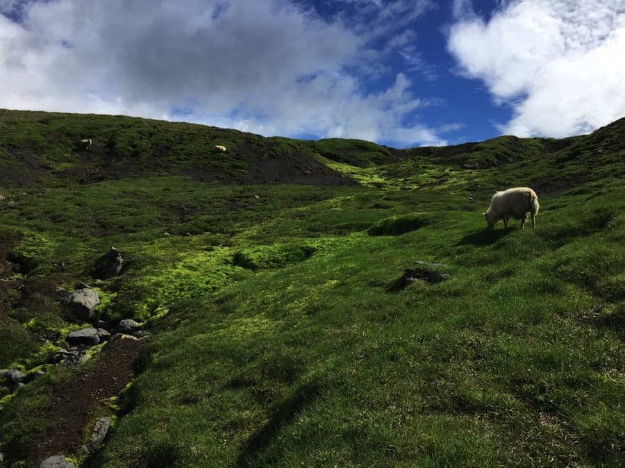 Free roaming sheep in Iceland