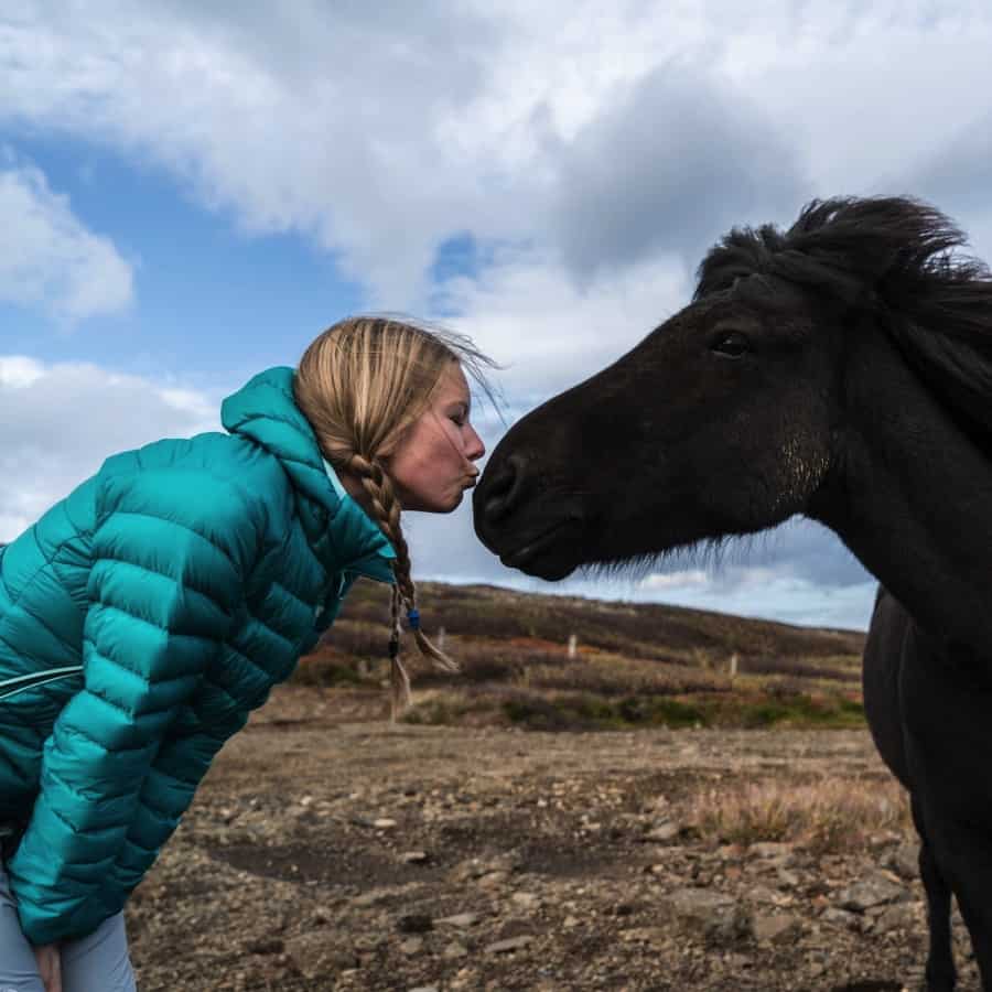 An encounter with the Icelandic horse