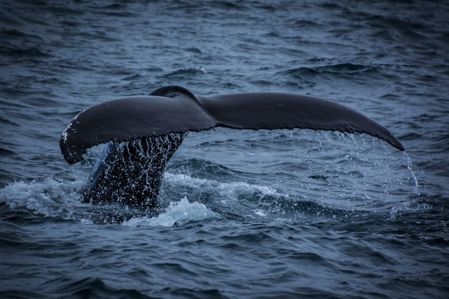 A whale in North Iceland