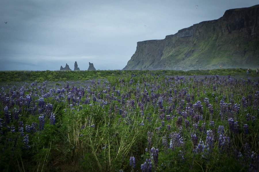 Lupins in Iceland Lupins in Iceland