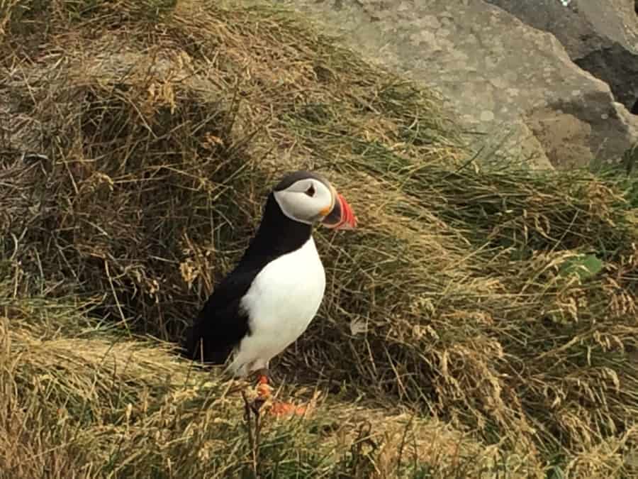 The Icelandic Puffin