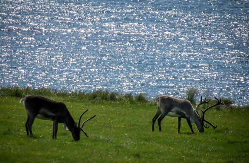 Reindeer in Iceland