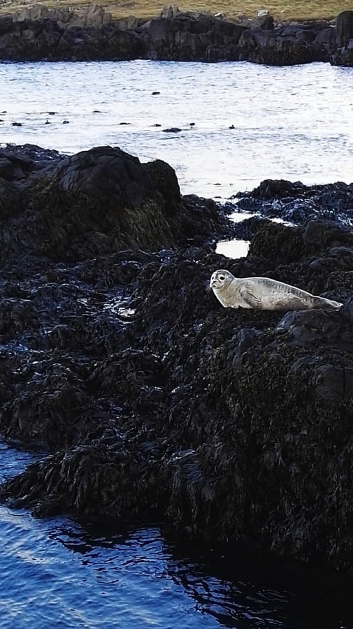 An Icelandic seal