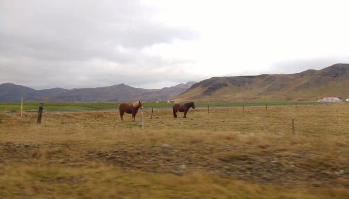 Akranes horses