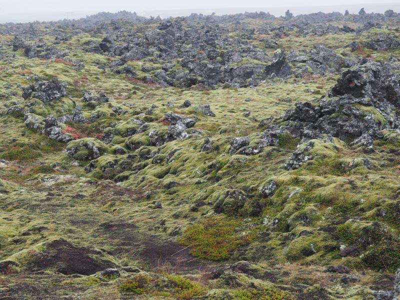 lava fields and moss in Snæfellsnes