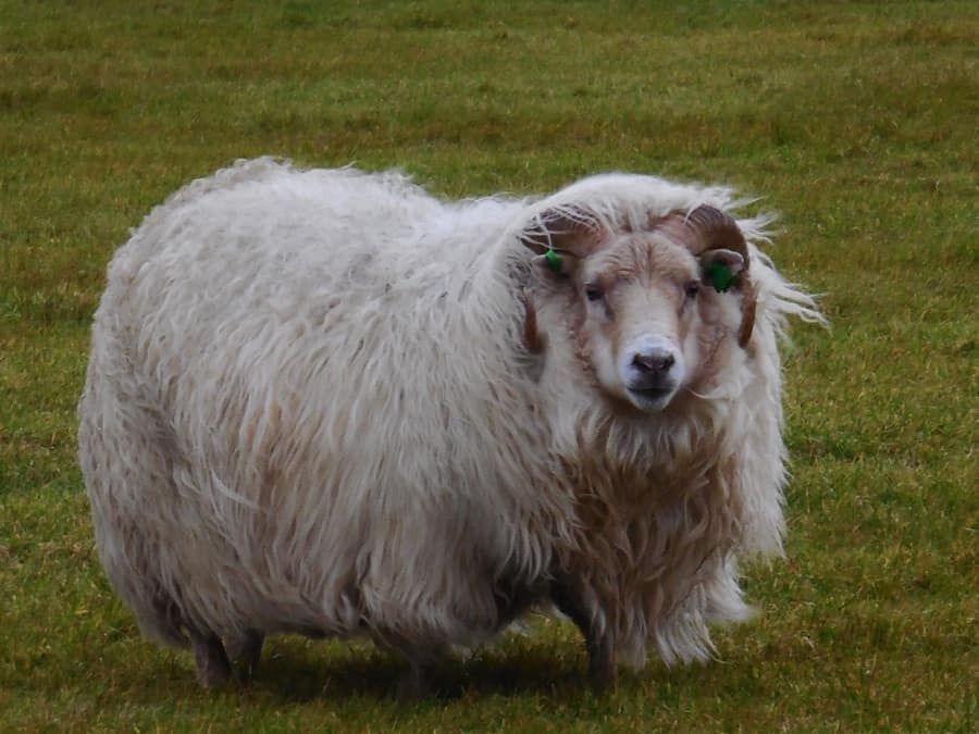 The typical Icelandic sheep