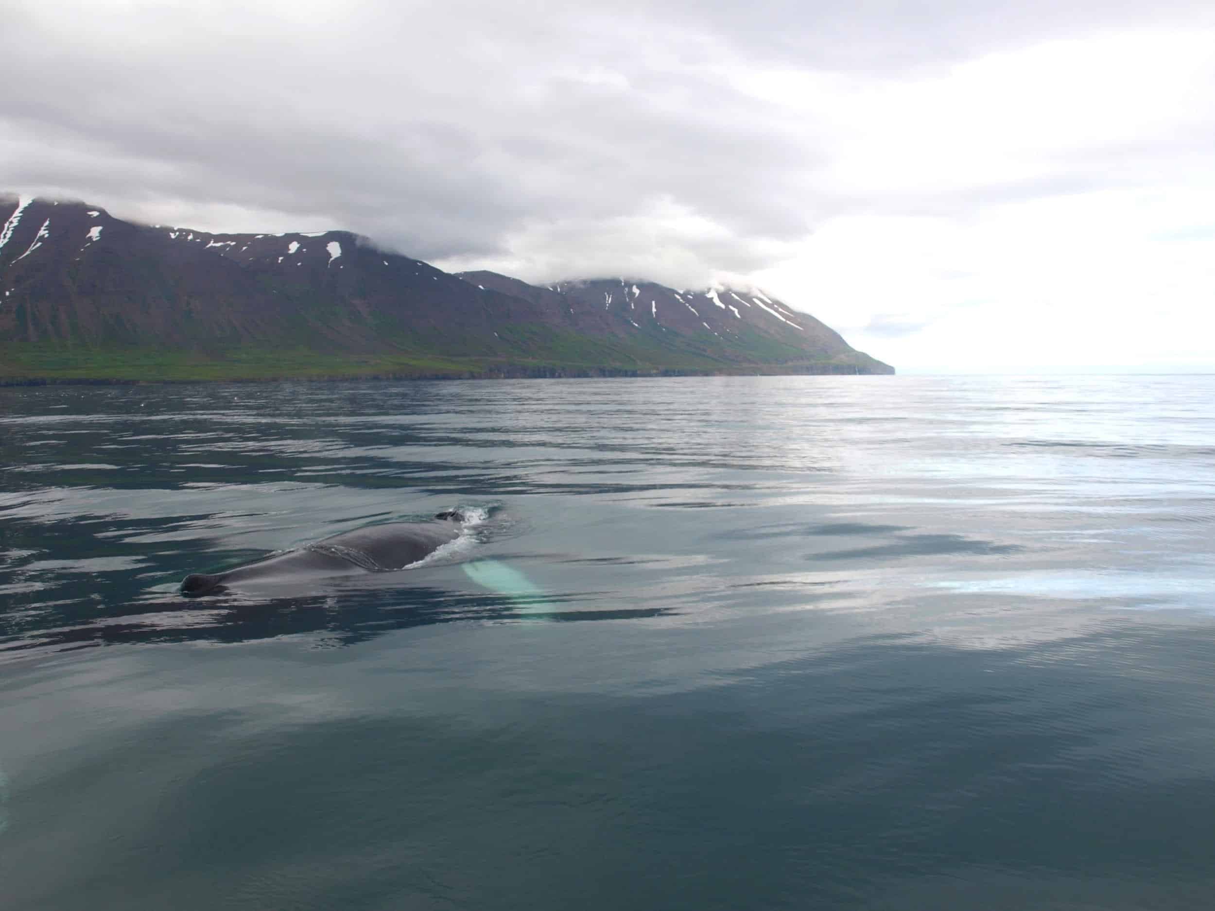 Whale watching in Eyjafjörður, North Iceland