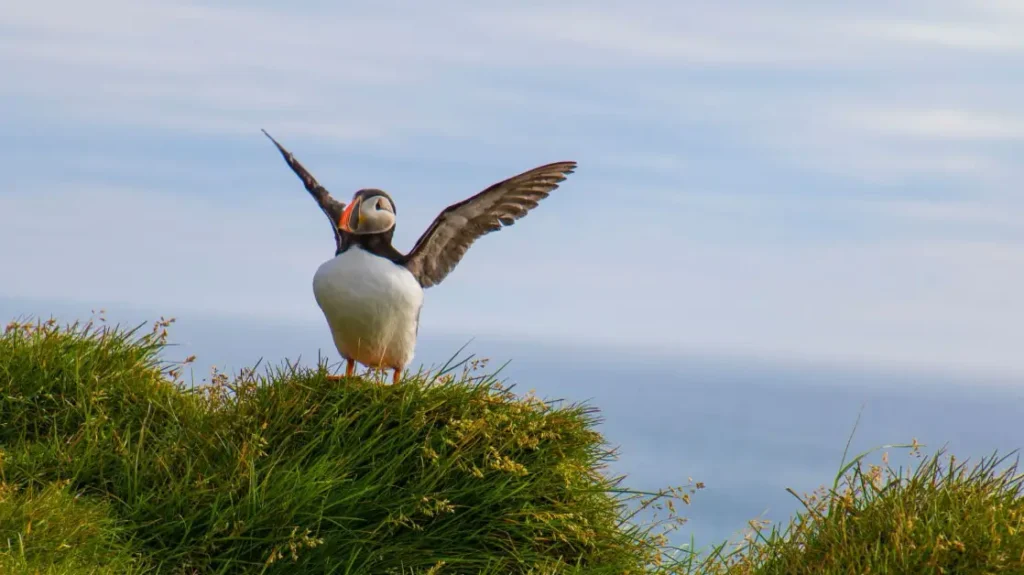 Puffin spreading its wings at Látrabjarg sea cliffs in Iceland.