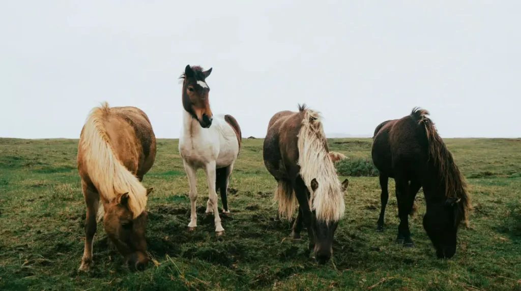 Group of Icelandic horses.
