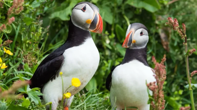 Puffin pair in Iceland.
