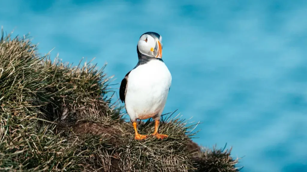 Puffin standing on a cliff in Iceland.