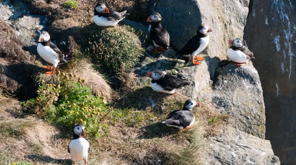 Puffins nesting on the cliffs in Iceland.