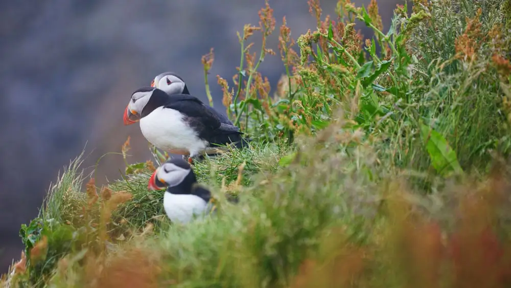 Puffins in Westfjords, Iceland