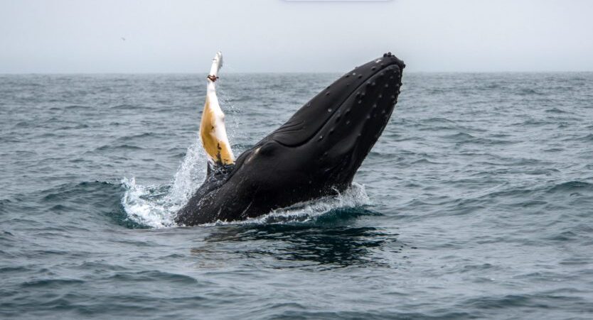 Whale watching in Husavik.