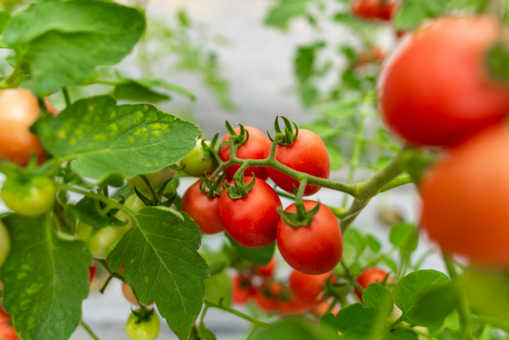 Close-up of tomatoes on a vine