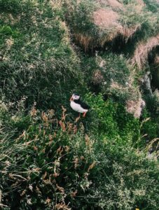 A Puffin in Iceland A Puffin in Iceland