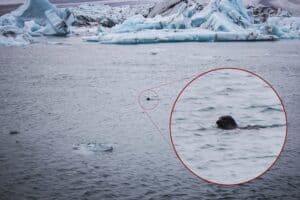 A seal in Jökulsárlón