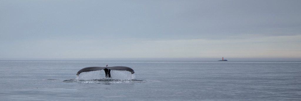 big whale tale coming out of the ocean