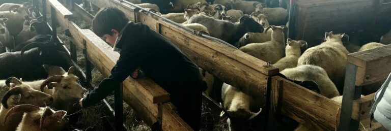Boy feeding icelandic sheep