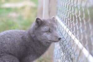 Arctic Fox