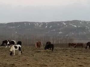 Around Seljalandsfoss