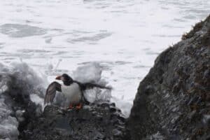 Drenched Puffin