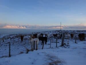 Driving to Grettislaug