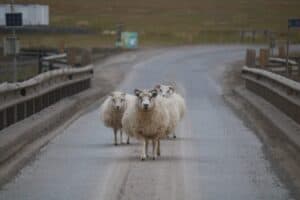 Einbreið brú - One Lane Bridge