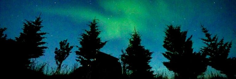 northen lights in the skye above a forest
