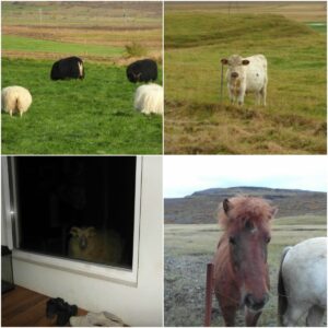 Farm animals in Iceland Farm animals in Iceland