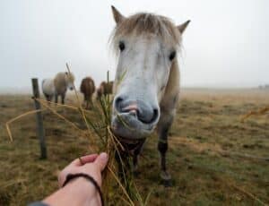 Feeding the Icelandic horse
