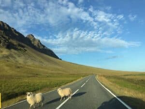 Free roaming sheep Iceland