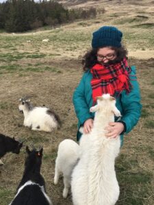 Goats in Iceland Goats in Iceland