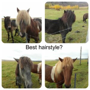 Horse hairstyles Horse hairstyles