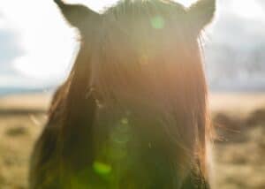 Horse of Iceland Horse of Iceland