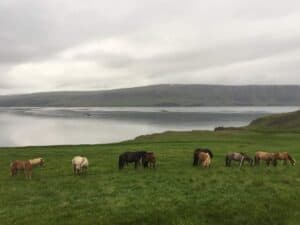 Horses in Iceland