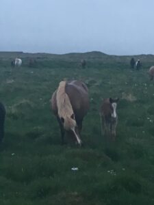 Horses in Iceland