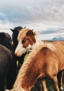 Icelandic horses Icelandic horses