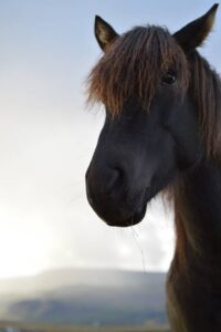 Horses in Mosfellsbæ Horses in Mosfellsbæ