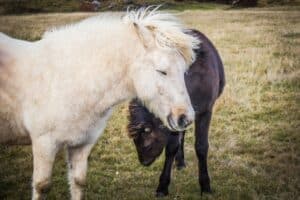 Horses in South Iceland