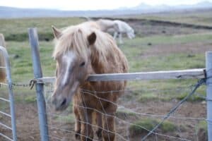 Horses in Þjórsárdalur