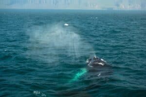 Humpback whale - Iceland