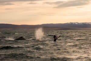 Húsavik Whale tour Húsavik Whale tour