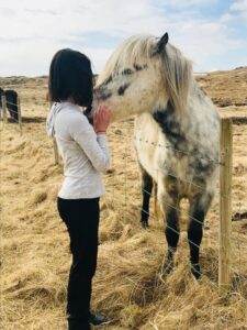 Iceland Horse