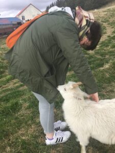 Icelandic Goats Icelandic Goats