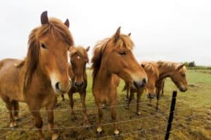 Icelandic Horses